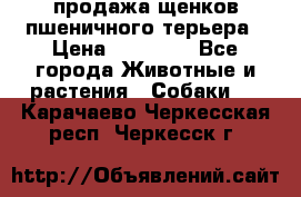 продажа щенков пшеничного терьера › Цена ­ 35 000 - Все города Животные и растения » Собаки   . Карачаево-Черкесская респ.,Черкесск г.